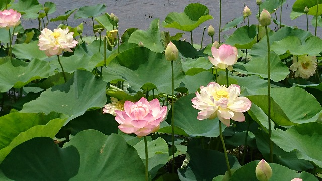 長崎 広大な湿地帯 大輪の花々の共演 唐比ハス園 よしながき