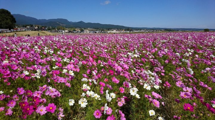 長崎 干拓地に壮大に広がる コスモスの絶景 自然干陸地フラワーゾーン よしながき